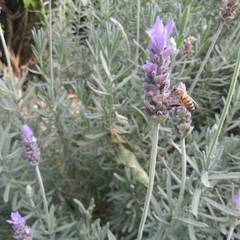 Apis mellifera