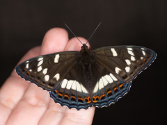 Limenitis populi