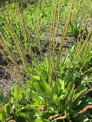 Plantago eriopoda