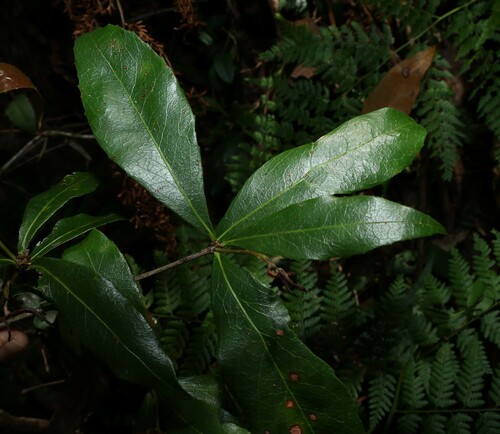 Image of Denhamia celastroides by (c) Greg Tasney, some rights reserved (CC BY-SA)