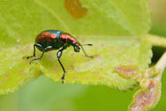 Pilolabus viridans