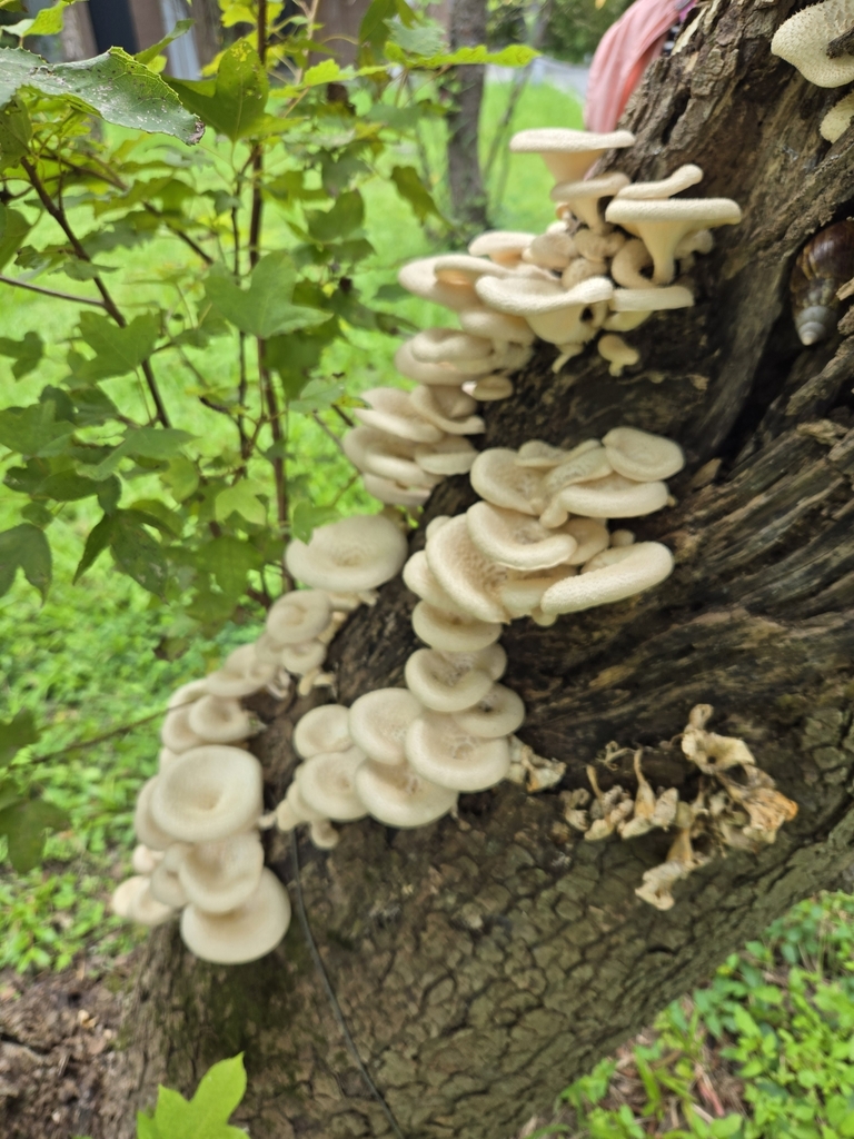 Lentinus squarrosulus · August 2024 · photo: © jimmy_need_plant (iNaturalist, cc-by)