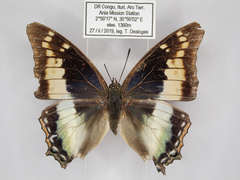 Charaxes viola picta
