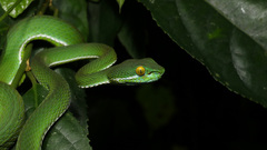 Cardamom Mountains Green Pitviper photo 2