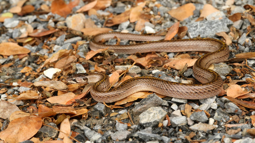 Photo of a Mouhot's Cambodian Kukri Snake (Oligodon mouhoti)