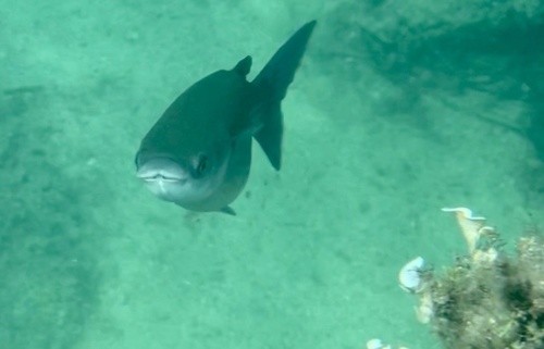 Thicklip grey mullet (Chelon labrosus) — Mugilidae — 2