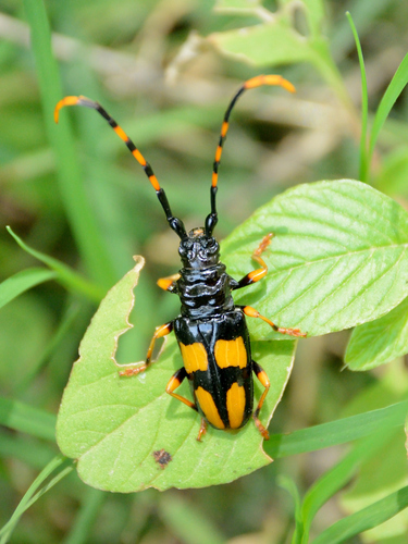 Long-jawed Longhorn Beetle