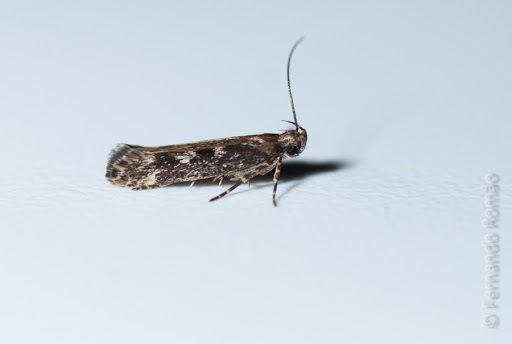 Gladiovalva