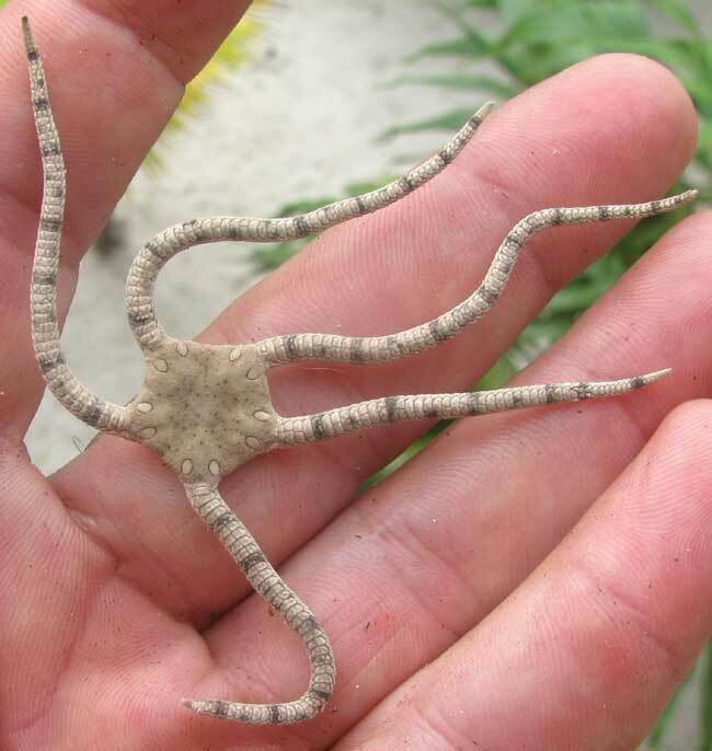 scaly brittle star
