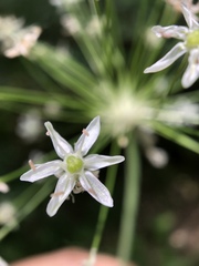 Allium decipiens