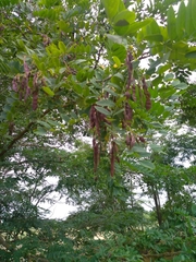 Robinieae