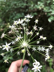 Allium decipiens