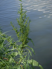 Rumex palustris