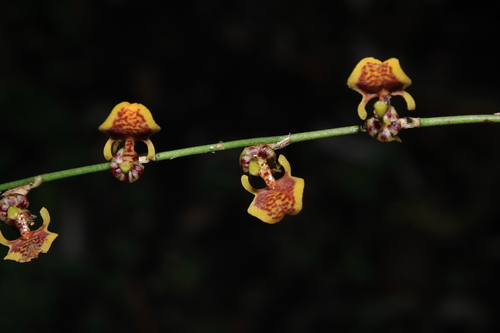 Eliae Oncidium