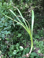 Allium decipiens