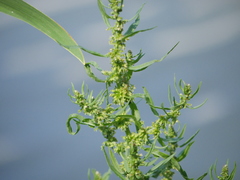 Rumex palustris