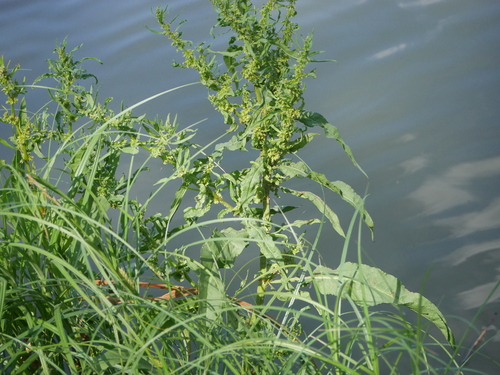 Image of Rumex palustris by (c) Alexis Tinker-Tsavalas, some rights reserved (CC BY)