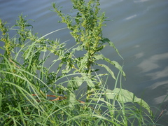 Rumex palustris
