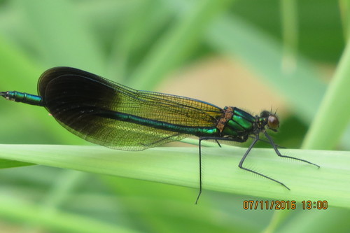 Calopteryx aequabilis