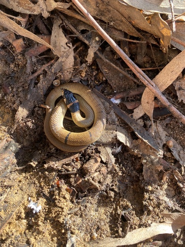 Eastern Brown Snake sighting
