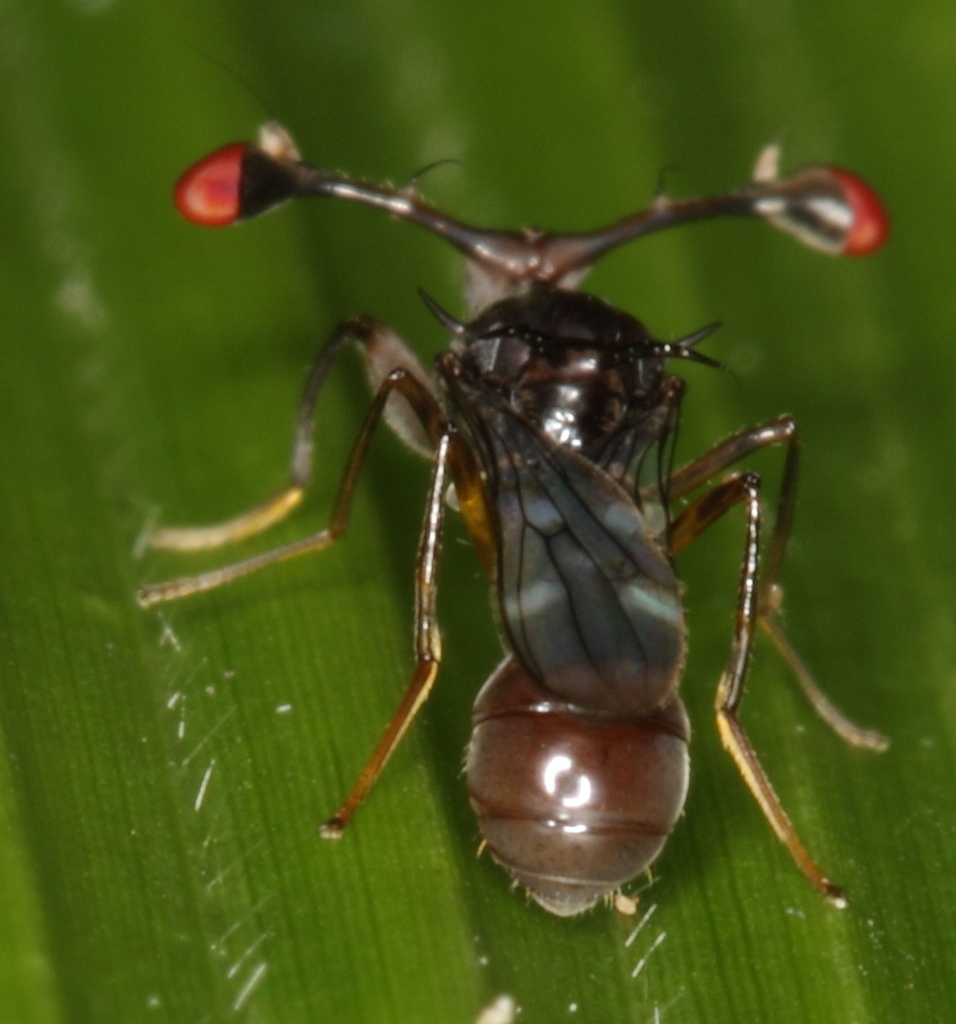 Teleopsis rubicunda