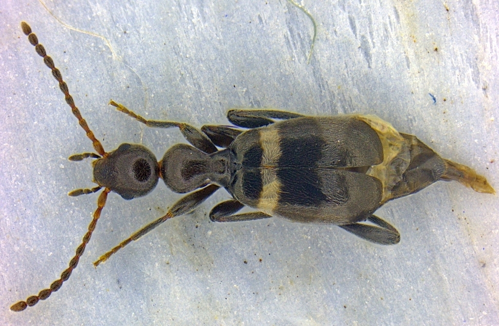 Pseudoleptaleus