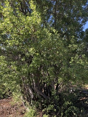 Quercus vacciniifolia