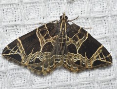 Gandaritis atricolorata