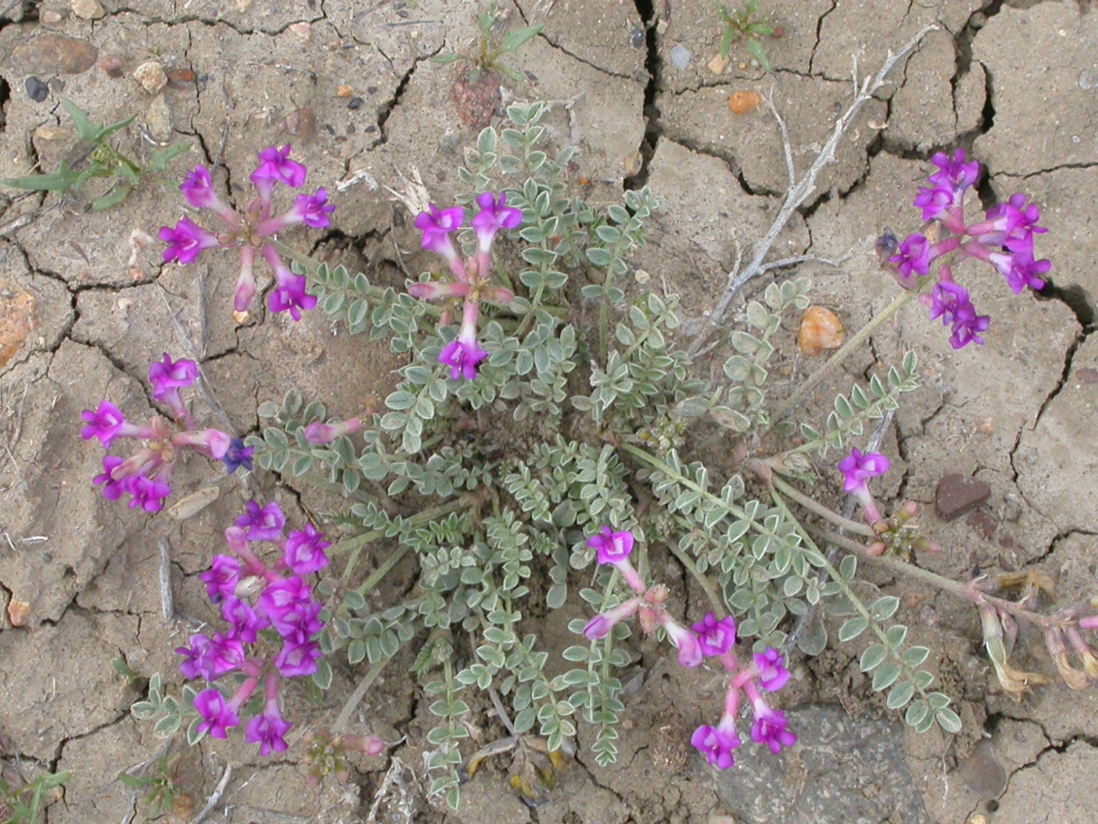 Astragalus missouriensis