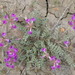 Astragalus missouriensis - Photo (c) Matt Lavin,  זכויות יוצרים חלקיות (CC BY-SA)
