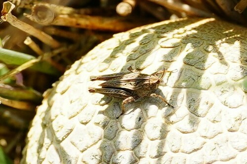 Common Groundhopper, photo 2 of 10
