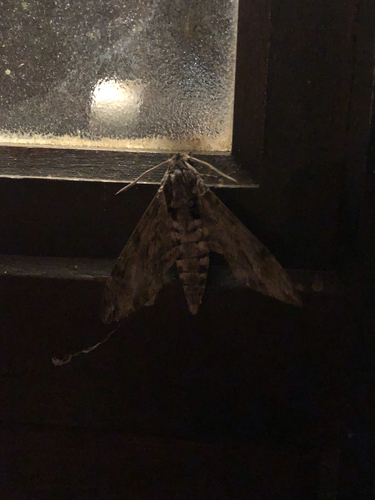 Agrius convolvuli
