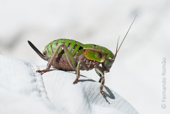 Pycnogaster jugicola