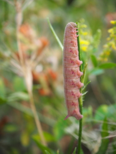 Narrow-bordered Bee Hawk-moth