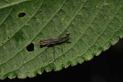 Nothybus biguttatus