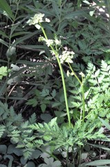Ligusticum grayi