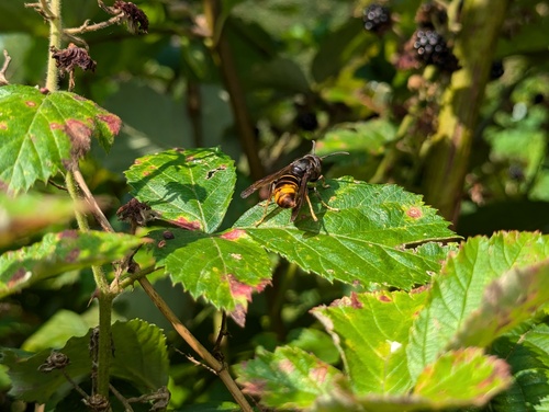 Vespa velutina