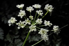 Ligusticum grayi