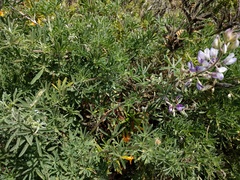 Lupinus arboreus