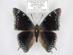 Charaxes viola picta