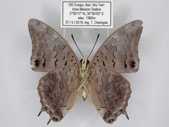 Charaxes viola picta