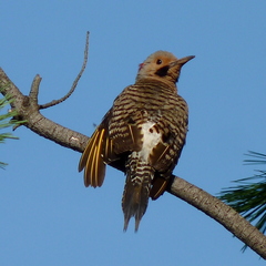 Colaptes auratus auratus