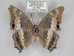 Charaxes viola picta
