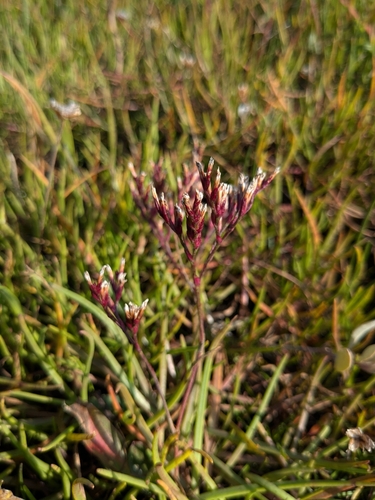 Lax-flowered Sea-lavender (Limonium humile)