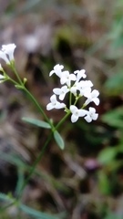 Asperula tinctoria