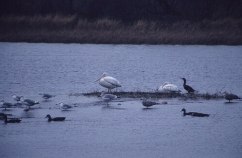 American White Pelican photographed in Massachusetts