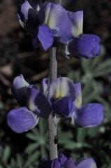 Lupinus grayi