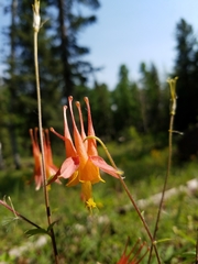 Aquilegia desertorum