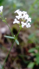 Asperula tinctoria