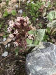 Petasites paradoxus